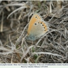 coenonympha leander male2